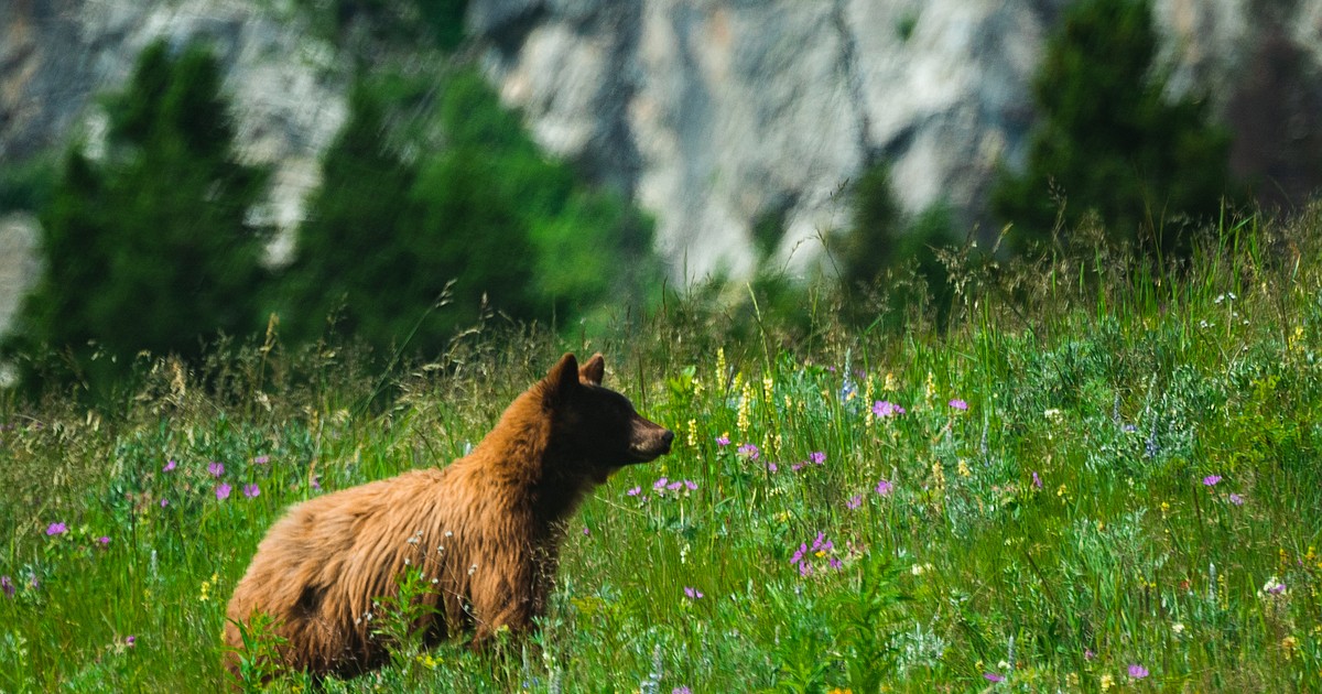 Missing Glacier hiker found dead in apparent bear attack