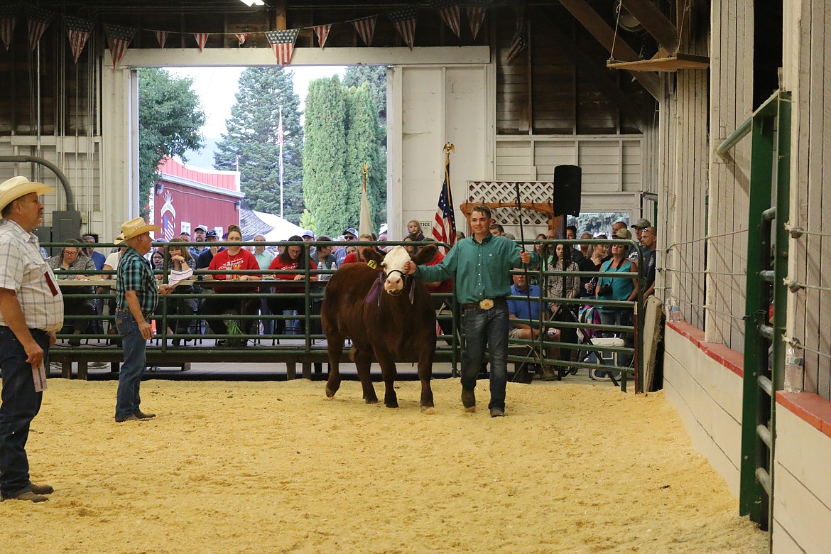 Photo by MANDI BATEMANDillon Mai with his Grand Champion steer.