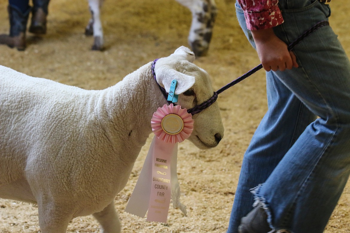 Photo by MANDI BATEMANSydney Stanch with her Reserve Champion Lamb.