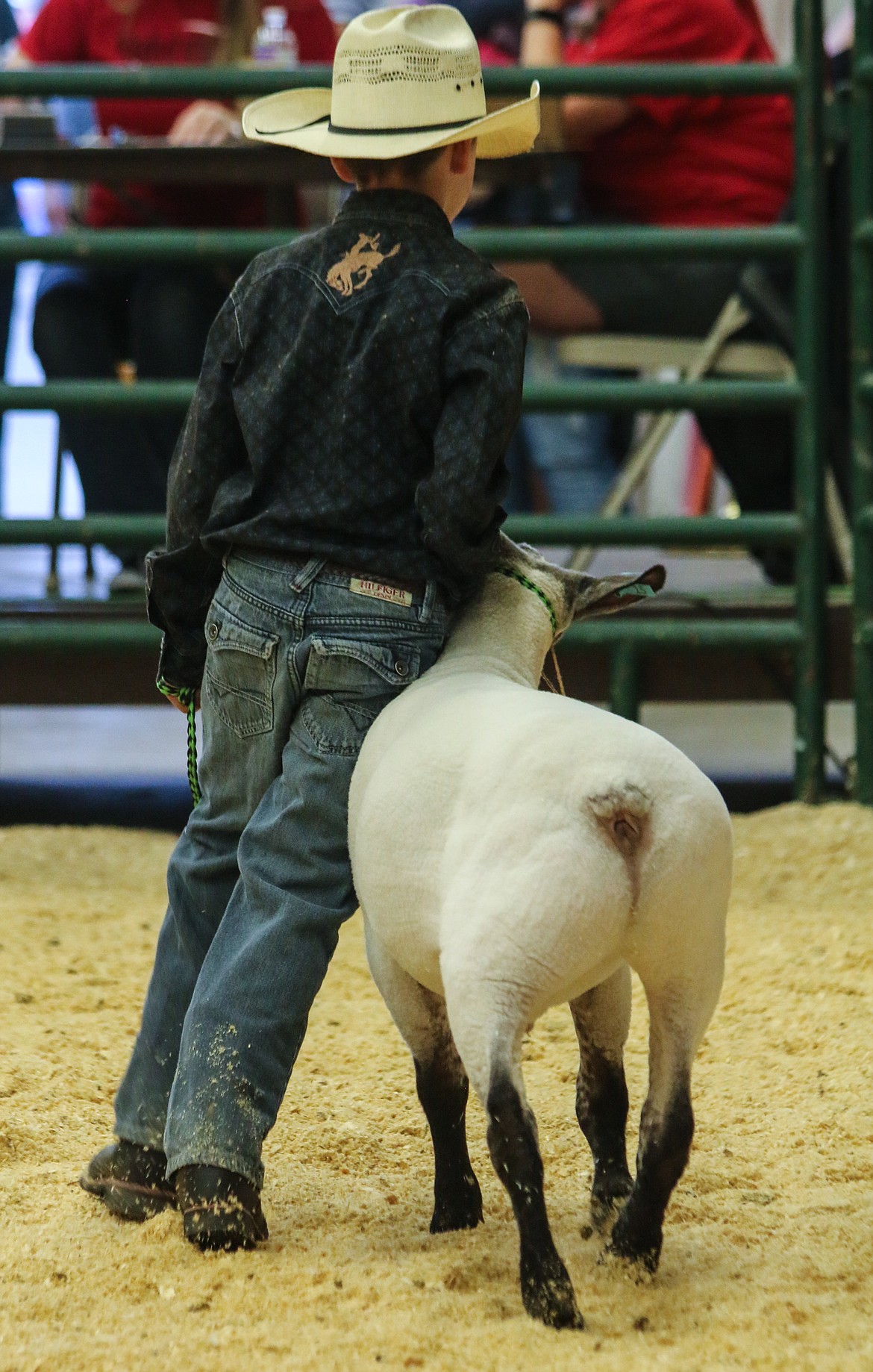 Photo by MANDI BATEMANThe 4-H and FFA participants worked hard to get their animals ready for the fair and showed them proudly during the Animal Sale.