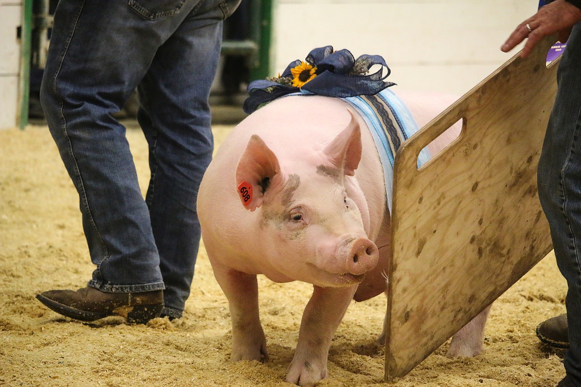 The first of more than 100 swine to enter the auction arena was Stryder Lierman&#146;s Grand Champion pig.