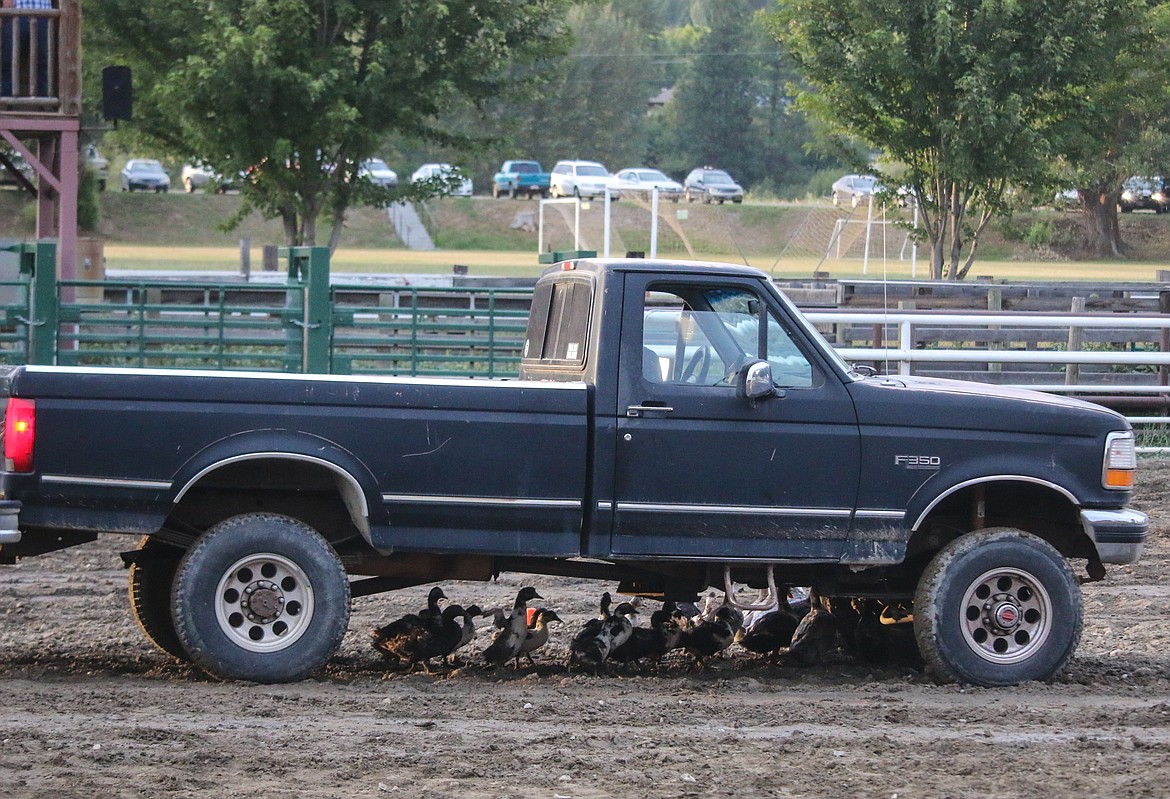 Photo by MANDI BATEMANAfter a false start, the ducks went into hiding under the truck before it could be removed from the arena.