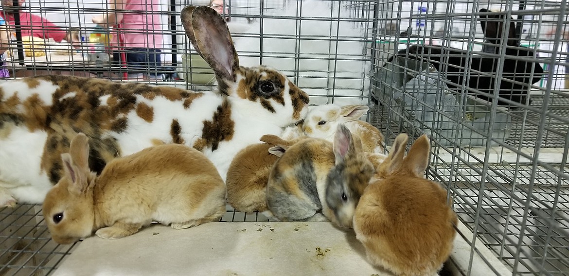 Photo by MANDI BATEMAN
Mom and babies showing off at the fair.