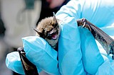 Bat that scratched person in Glacier tests positive for rabies