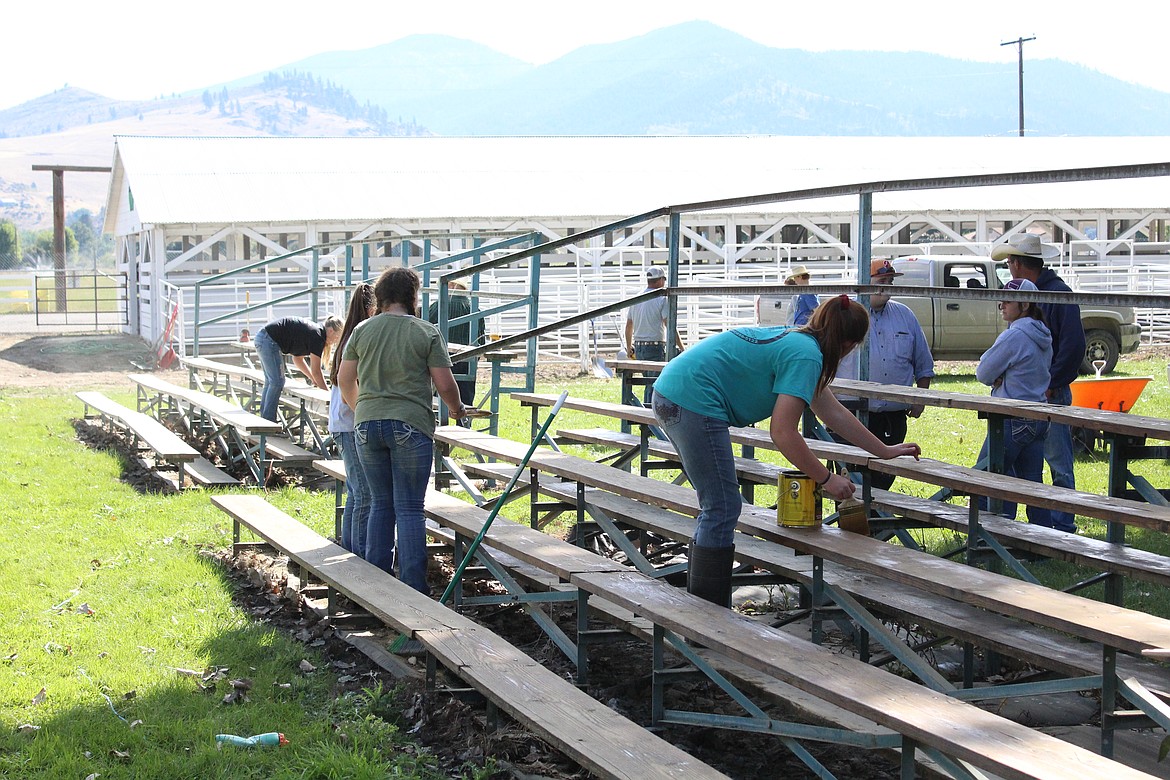 AGRICULTURE 4H participants cleaning and staining the bleachers for this weeks fair. (John Dowd/ Clark Fork Valley Press)
