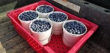 Starr Mountain Blueberries: Bringing brain food to the people