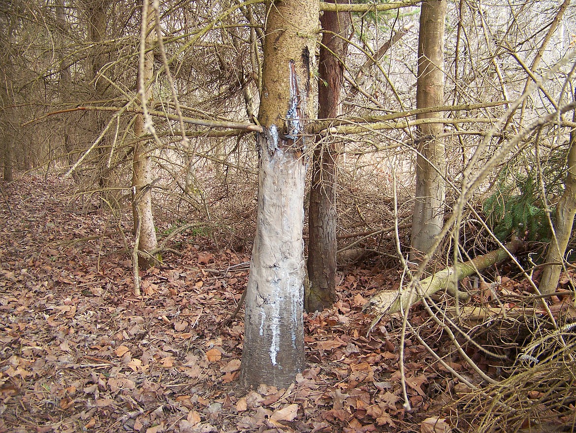 Feral swine damage native habitats. The animal&#146;s rooting activities allow invasive plants to re-vegetate damaged areas, reducing native plants and grasses and rubbing on trees, fence posts, and telephone poles can lead to the death of the trees and substantial property damage. Photo by USDA APHIS.