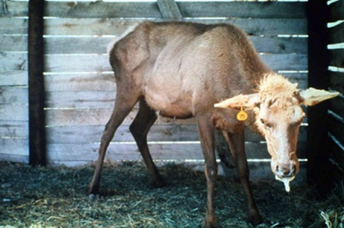 (Photo courtesy WYOMING GAME &amp; FISH DEPT)
Idaho Fish &amp; Game officials are meeting with Bonner County commissioners to discuss chronic wasting disease, which has been detected in Libby, Mont.