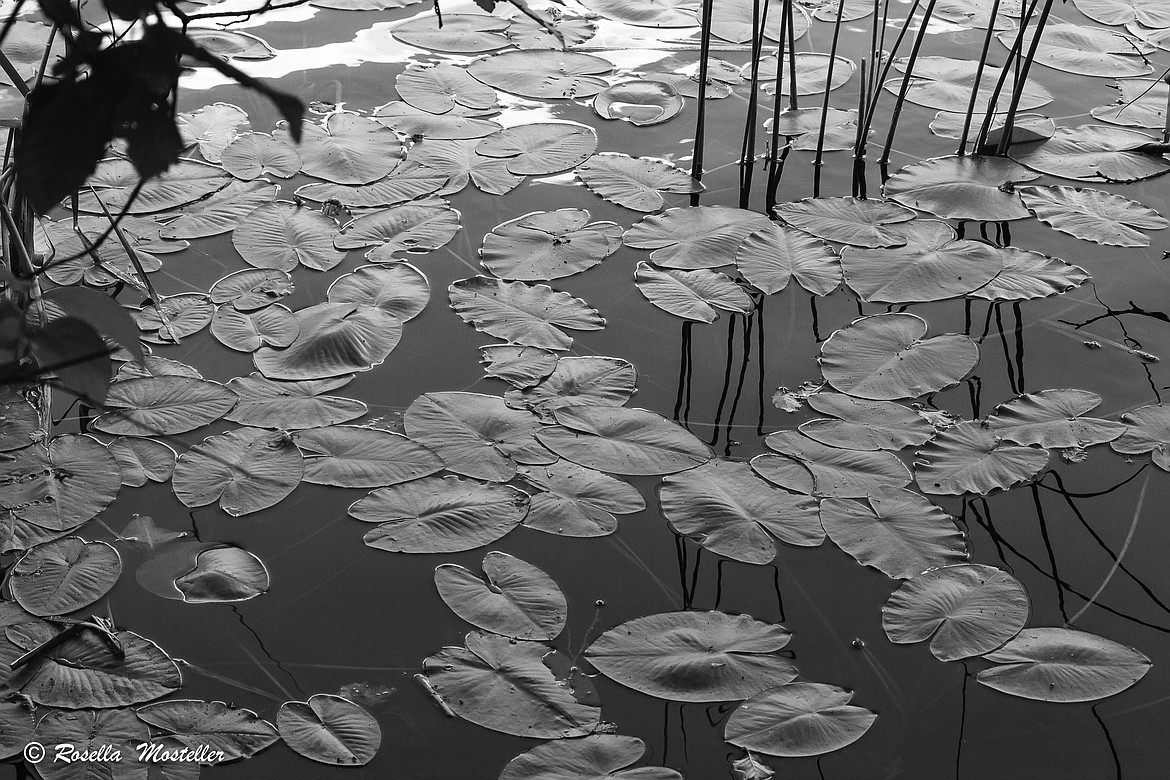 &#147;Native Water Lilies&#148; - Photography by Rosella Mosteller