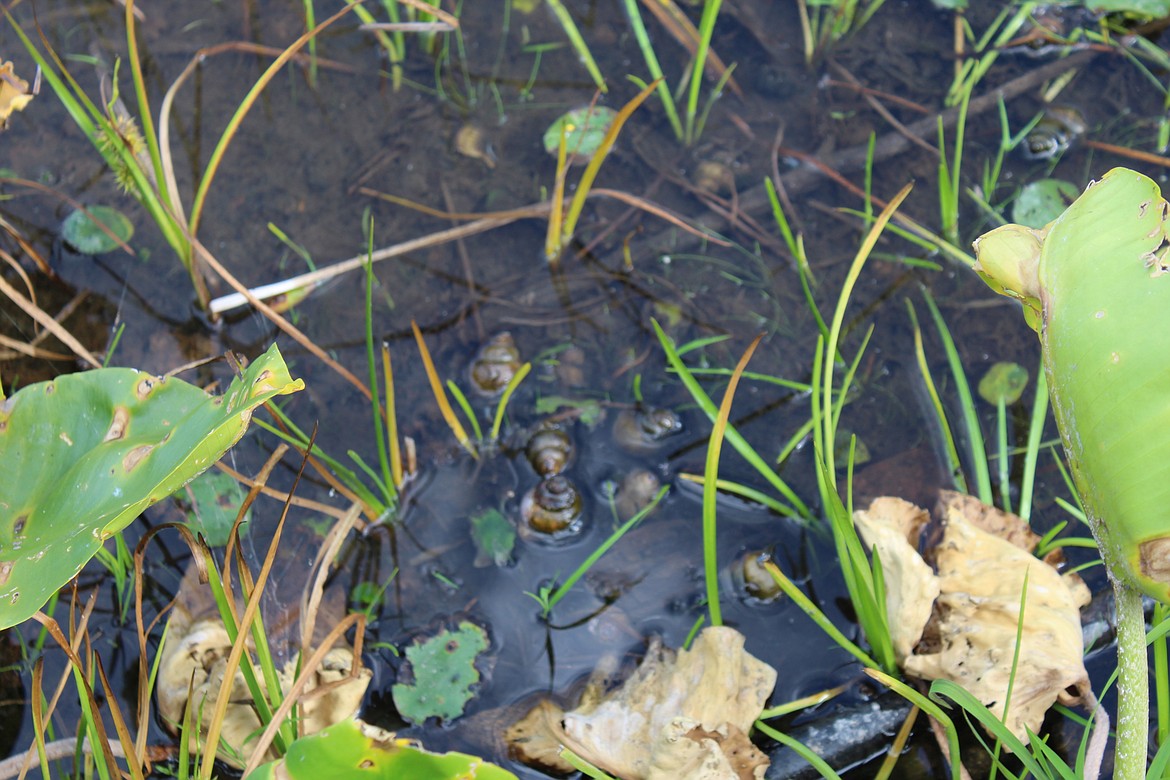 (Courtesy photo)
A popular aquarium species of snail, commonly known as the Chinese mystery snail, has invaded Round Lake. Idaho Parks and Recreation officials are looking to rid the lake of the invasive species, as it threatens the native species population of the lake.