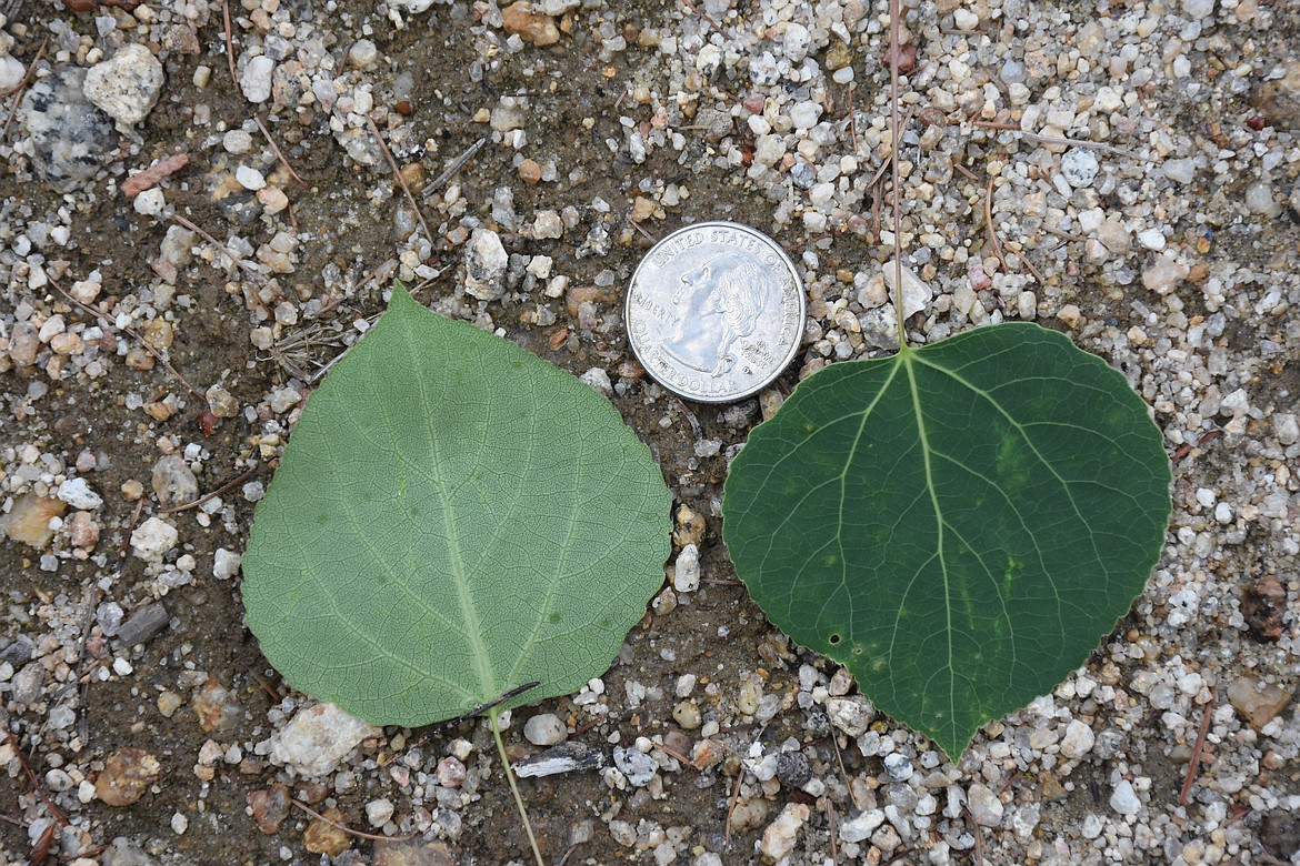 Quaking aspen Trees in the breeze Bonners Ferry Herald