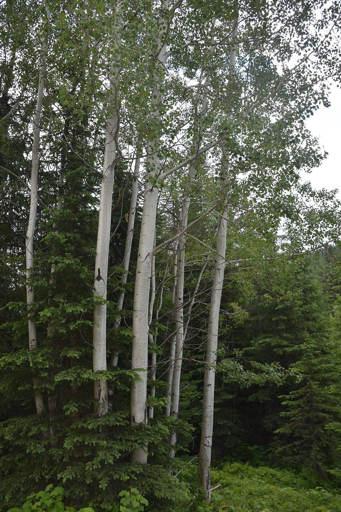 Photo by DON BARTLING
The aspen is short lived and often replaced by conifers. The aspen wood is used for matches, boxes and particle board.