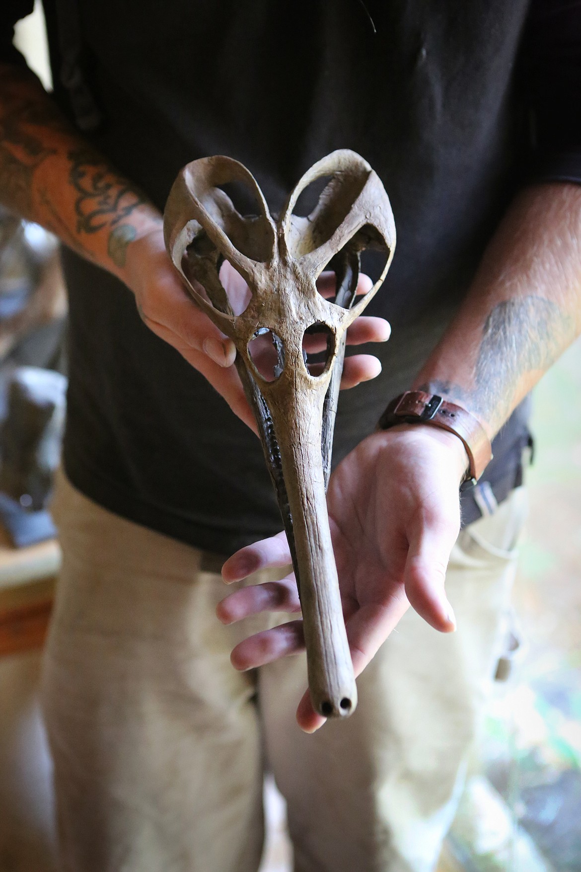 Aamon Jaeger of NorthWest Montana Fossils holds a Champosaur skull at his Whitefish home. (Mackenzie Reiss/Daily Inter Lake)