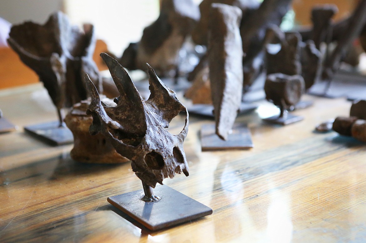 A partial dinosaur skull is mounted and ready for sale at NorthWest Montana Fossils. (Mackenzie Reiss/Daily Inter Lake)