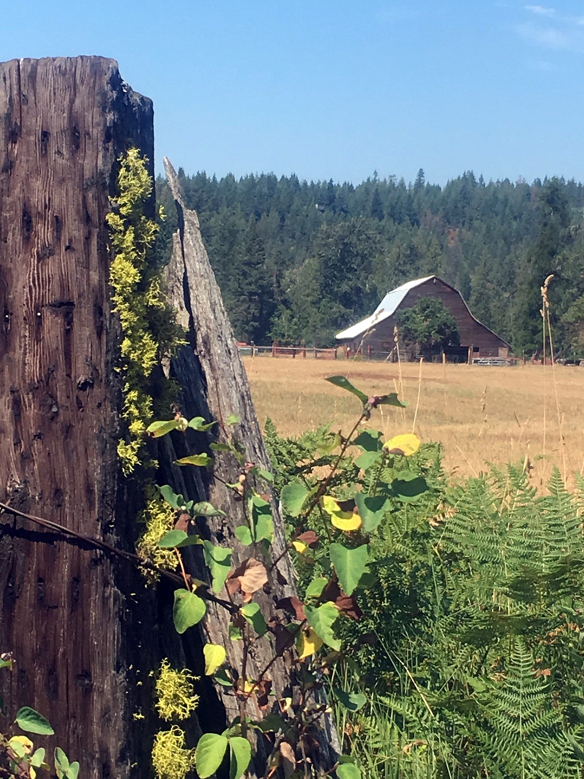 (Photo courtesy PAM LIPPI)
&#147;Our spectacular North Idaho basking in glory on a Saturday morning drive,&#148; writes Pam Lippi in submitting this Best Shot, taken in mid-August. If you have a picture you would like to see run as a Best Shot or I Took The Bee send it in to the Bonner County Daily Bee, P.O. Box 159, Sandpoint, Idaho, 83864; or drop them off at 310 Church St., Sandpoint. You may also email your pictures in to the Bonner County Daily Bee along with your name, caption information, hometown and phone number to bcdailybee@bonnercountydailybee.com.