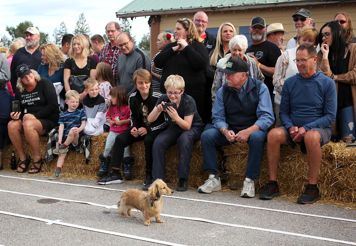 Ammo takes a mid-race break to survey the crowd at the 25th Great Spinnaker/Shriners Chili Cook-Off and Wiener Dog Races at the Spinnaker Bar in Lakeside. (Mackenzie Reiss/Daily Inter Lake)