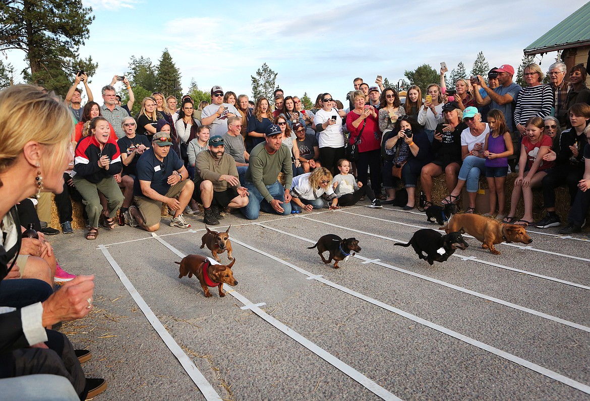 The six wiener dog race finalists tear down the course Saturday evening. Raymond, far right, was the first dog who made it all the way across the finish line. (Mackenzie Reiss/Daily Inter Lake)