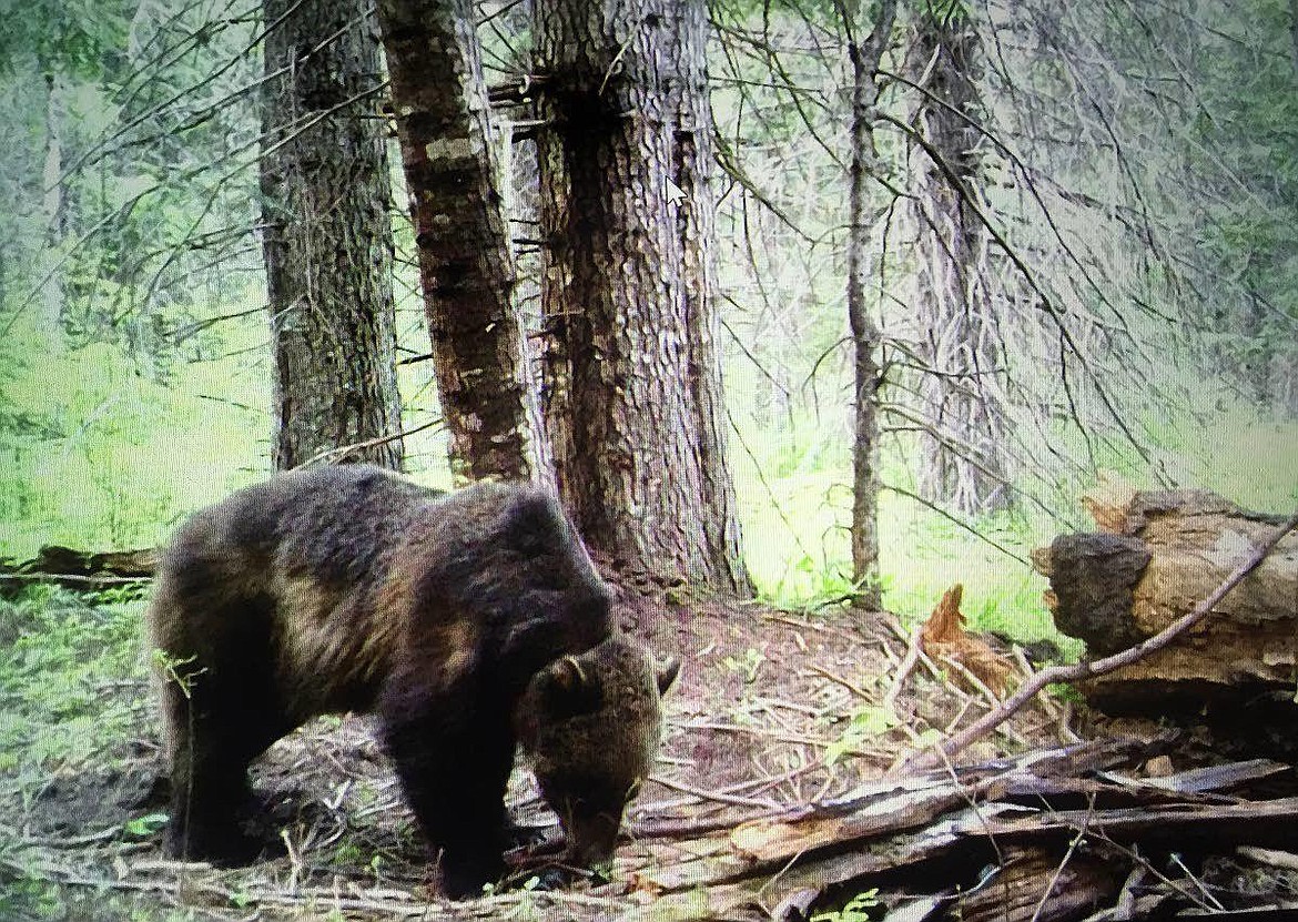 A trail camera caught this image in June near Kelly Creek of the same grizzly bear as it traveled south from the Panhandle to the Selway Bitterroot where it has stayed for several weeks.
Garrett Welling picture