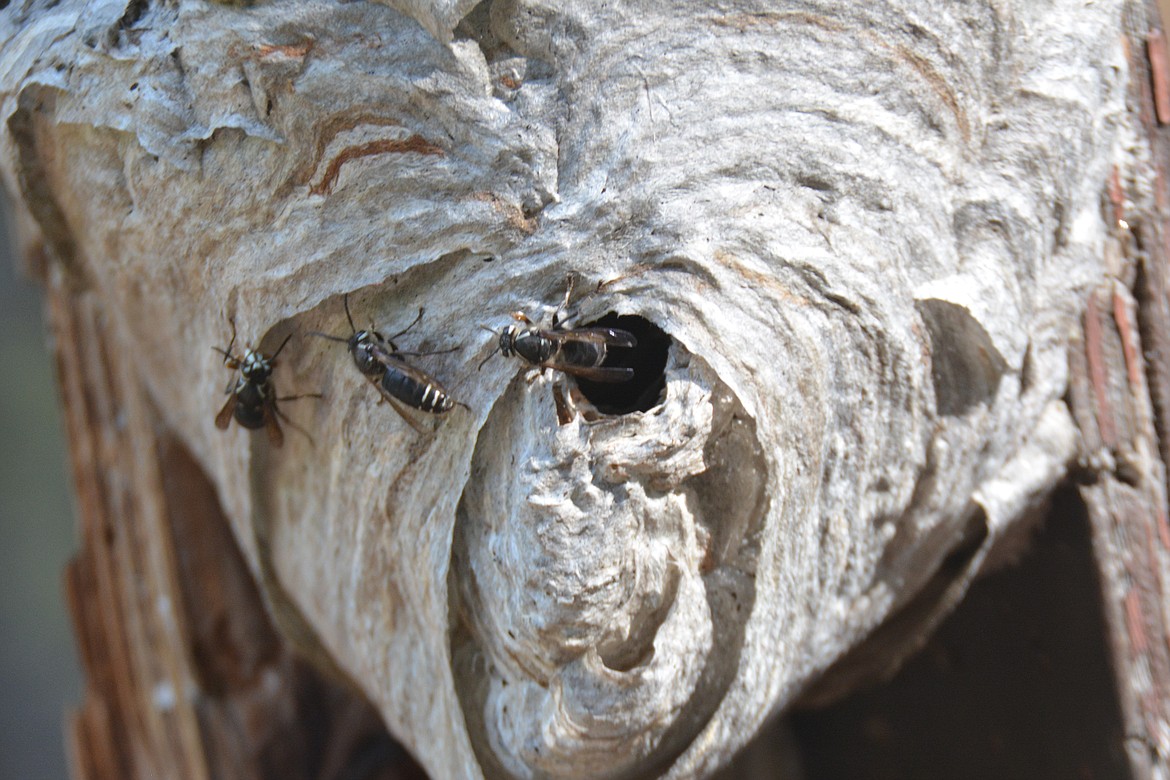 Photos by DON BARTLING
Bald-faced hornets created this paper-like hive by collecting and chewing naturally occurring fibers. The wood fiber mixes with their saliva to become a pulpy substance that they can then form into place.