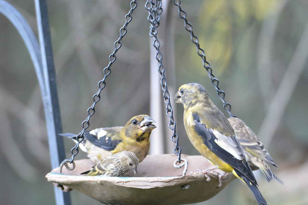 Photos by DON BARTLING
Two evening grosbeak feeding on sunflower seeds beside two pine siskins. Smaller birds often follow evening grosbeaks to glean from their leavings.