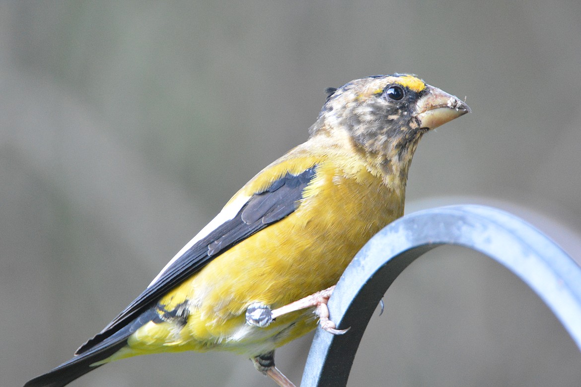 Adult male evening grosbeaks are yellow and black birds with a prominent white patch in the wings. They have dark heads with a bright yellow stripe over the eye and an enormous beak for their size.