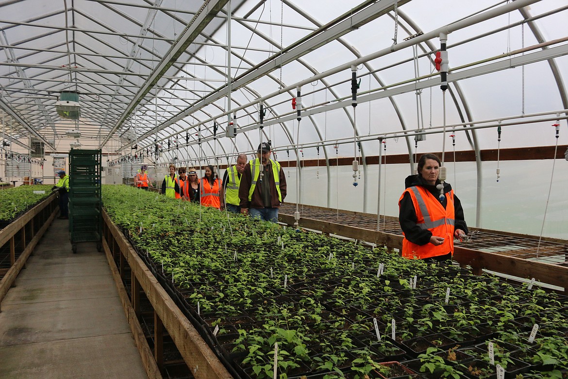 Photo by MANDI BATEMAN
The Chamber of Commerce members had the opportunity to tour a greenhouse on Elk Mountain Farm.