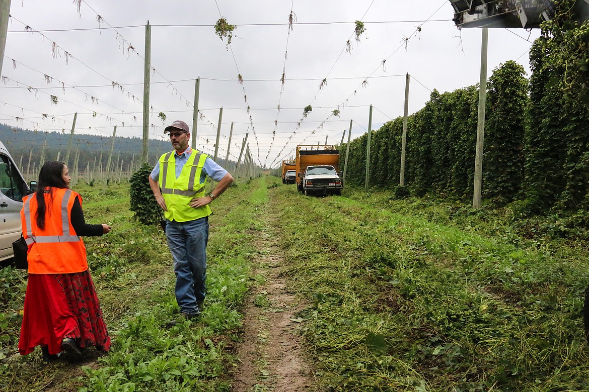 Photo by MANDI BATEMAN
Elk Mountain Farms has 1,700 acres of hops that are being harvested right now.