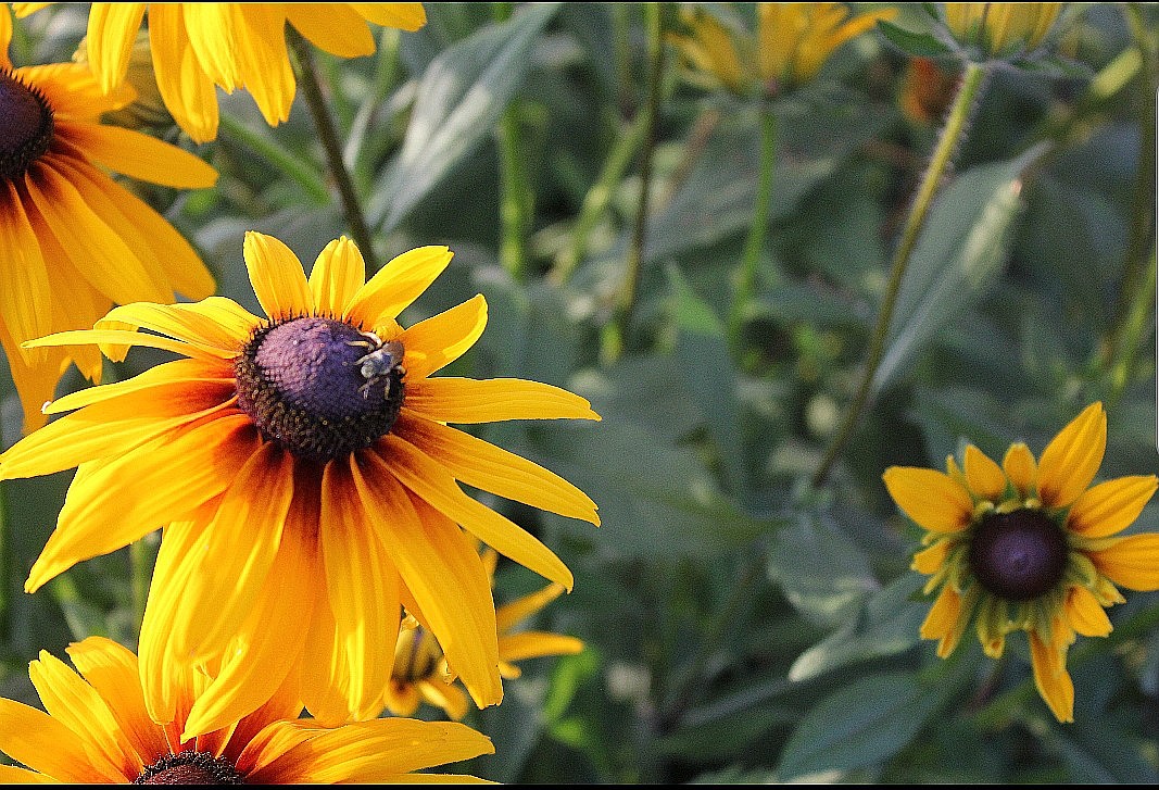 Photo by TONIA BROOKS
Farm flowers.