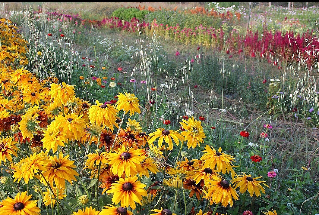 Photo by TONIA BROOKS
The flower gardens provided a colorful backdrop to the evening.