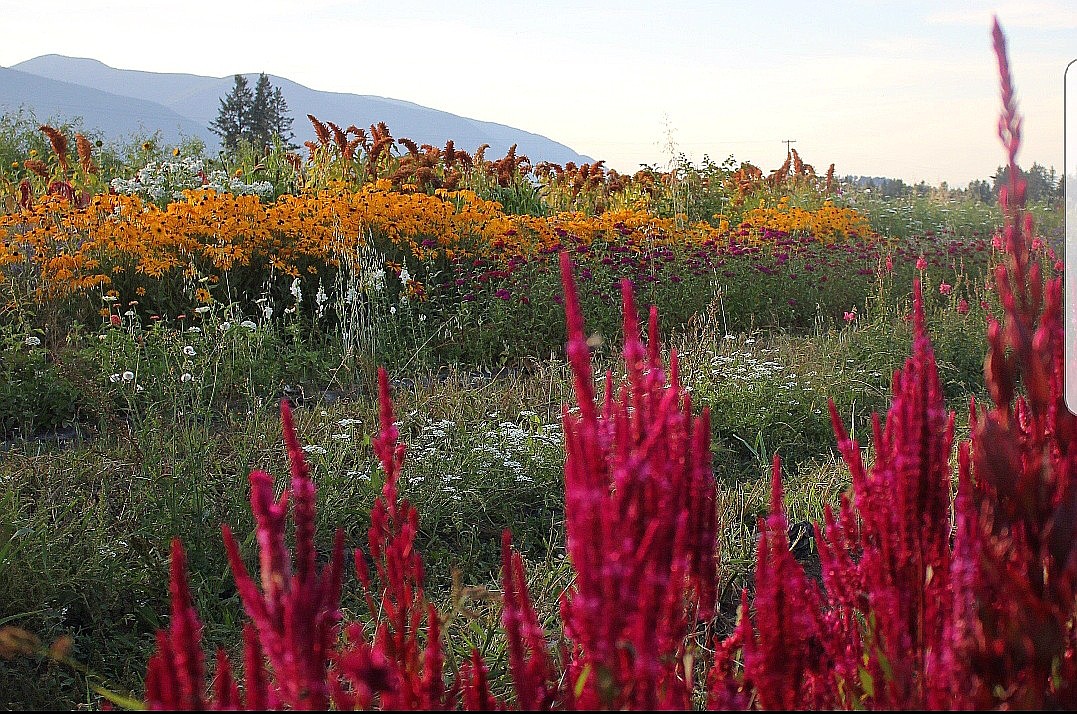 Photo by TONIA BROOKS
The Farm to Table dinner took plave at BeeHaven Flower Farm on Moonshadow Road.