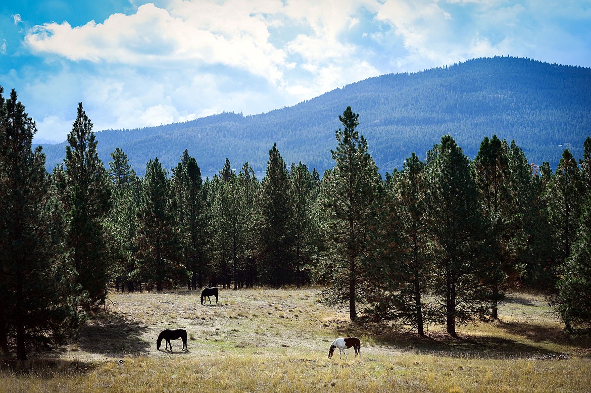 Wild horses graze in a meadow on Wild Horse Island State Park on Thursday, Sept. 19. (Casey Kreider/Daily Inter Lake)