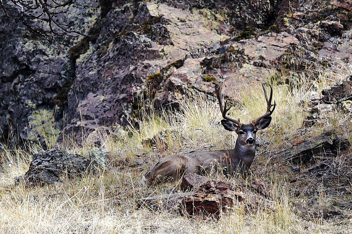 A mule deer buck lays down on a hillside at Wild Horse Island State Park on Thursday, Sept. 19. (Casey Kreider/Daily Inter Lake)