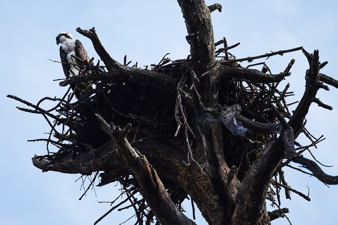 An osprey watches over Skeeko Bay on Wild Horse Island State Park on Thursday, Sept. 19. (Casey Kreider/Daily Inter Lake)