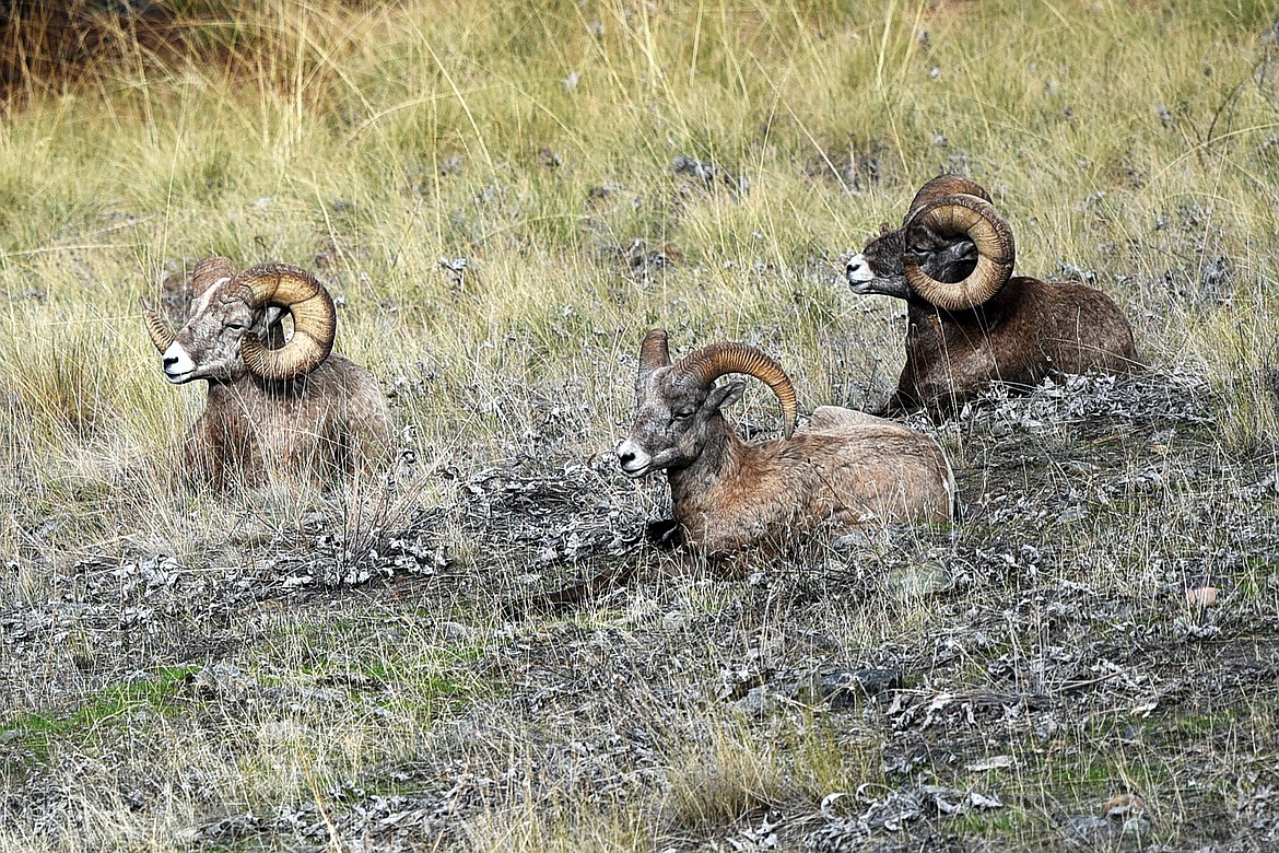 Bighorn sheep rest on a hillside on Wild Horse Island State Park on Thursday, Sept. 19. (Casey Kreider/Daily Inter Lake)