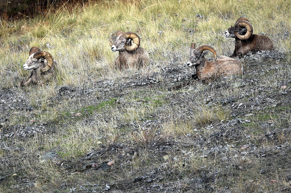 Bighorn sheep rest on a hillside on Wild Horse Island State Park in this Sept. 19, 2019, file photo. (Casey Kreider/Daily Inter Lake)