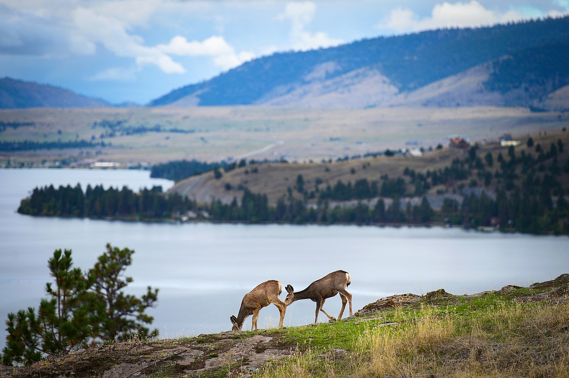 Two young mule deer graze on a grassy slope at Wild Horse Island State Park on Thursday, Sept. 19. (Casey Kreider/Daily Inter Lake)