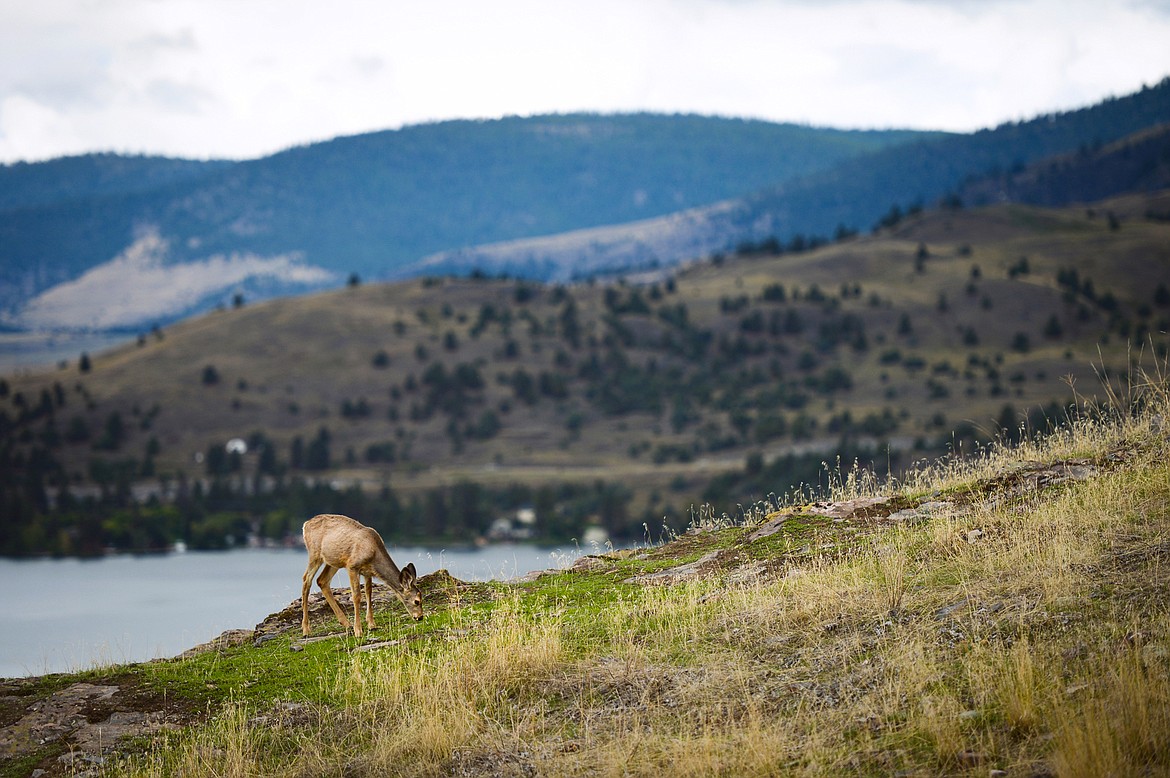A young mule deer grazes on a grassy slope at Wild Horse Island State Park on Thursday, Sept. 19. (Casey Kreider/Daily Inter Lake)