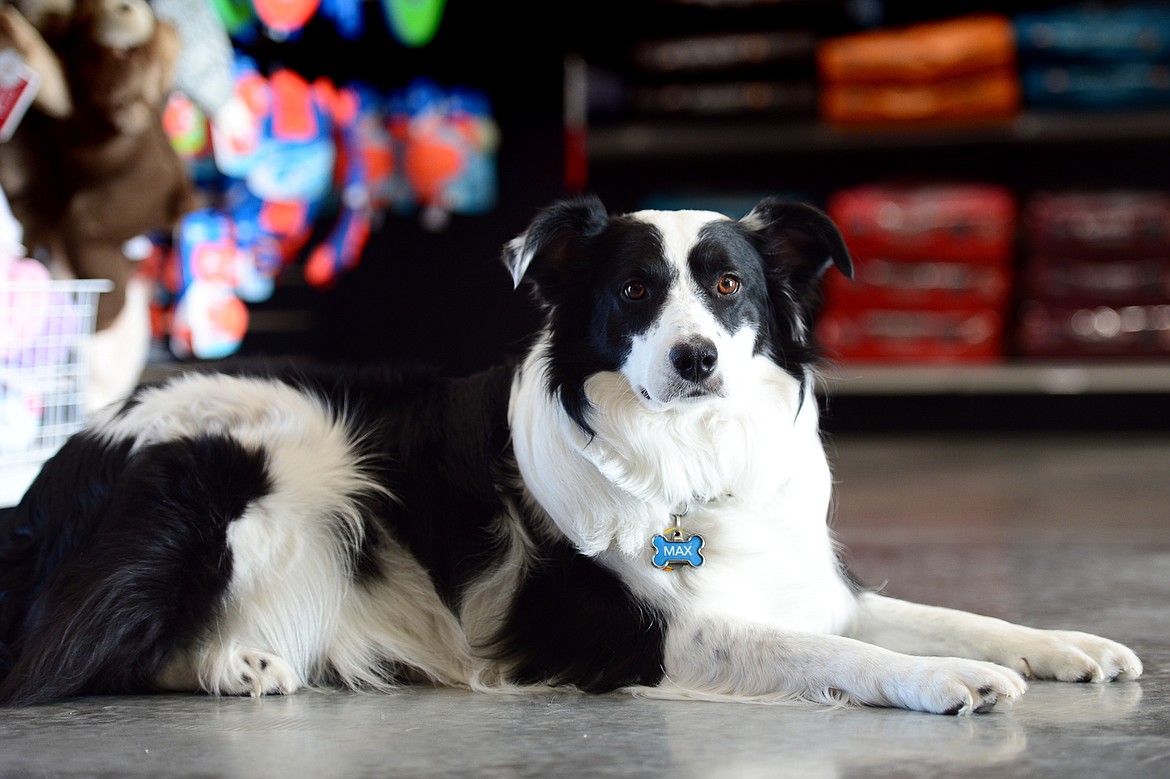 Kalispell pet store focuses on holistic all natural products