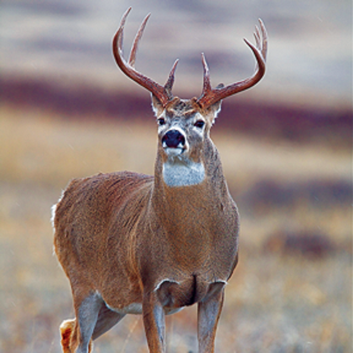 IDFG photo
A healthy Idaho whitetail buck was caught on camera chasing does. In an effort to monitor the health of Idaho&#146;s deer herds, IDFG is asking Panhandle hunters to voluntarily participate in a program that collects deer tissue samples at check stations as a precautionary measure to stem chronic wasting disease. No records of CWD exist in idaho, but it has been reported in some neighboring states.