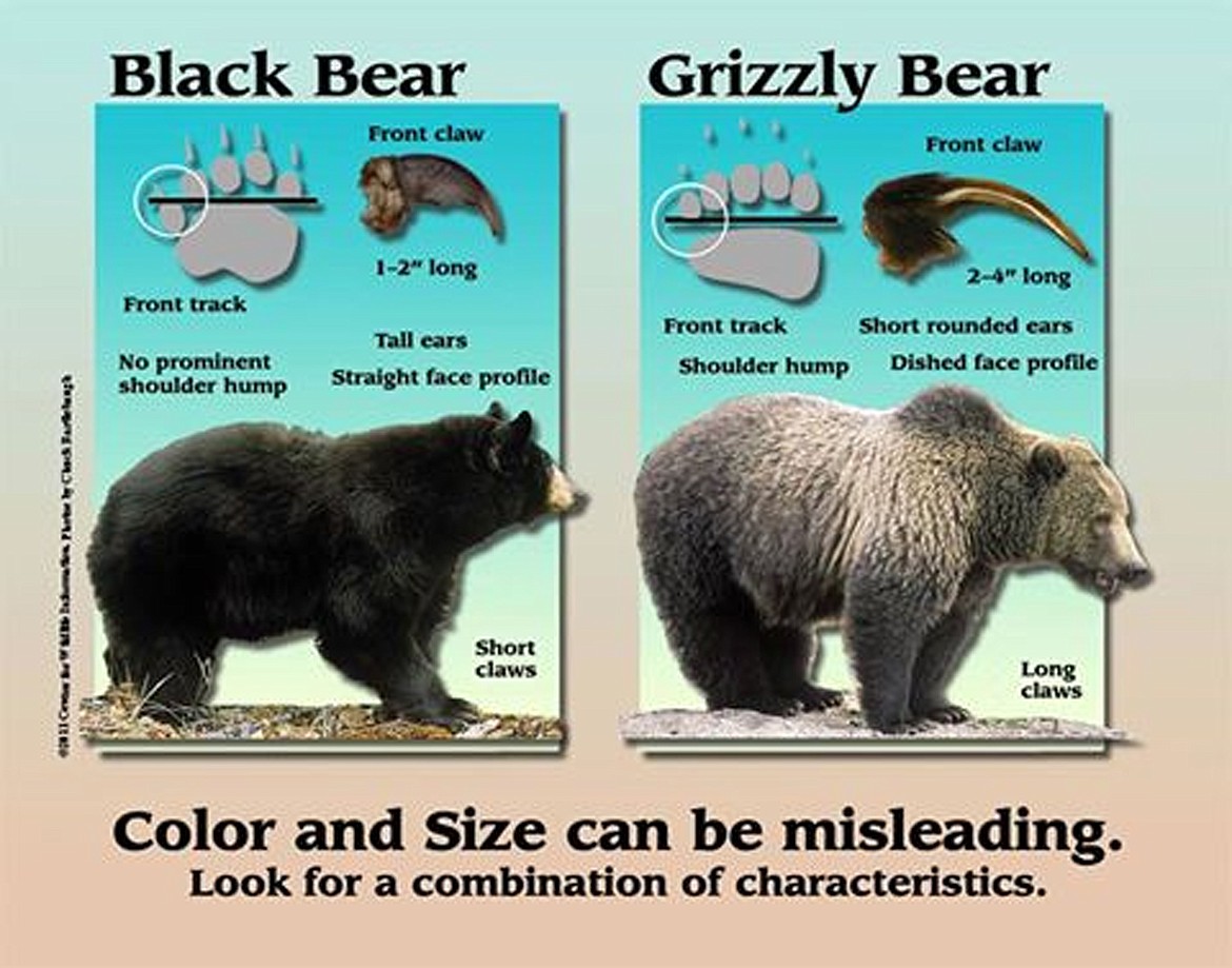 (Illustration courtesy IDAHO FISH &amp; GAME)There are several useful physical features that will help individuals tell the difference between grizzly and black bears. In general, none should not be used alone. Color and size are not reliable indicators and should not be used to identify species.