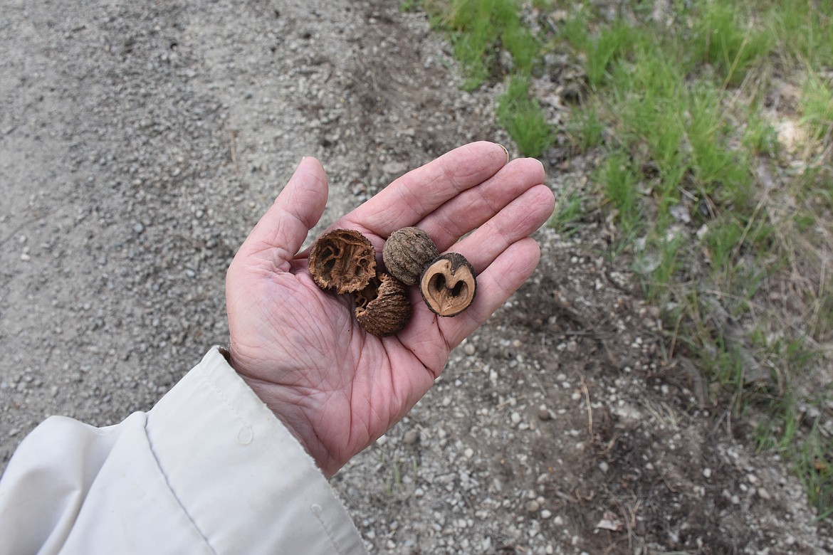 Photo by DON BARTLING
The fruit of a walnut is a rounded, hard shelled nut. These old walnuts were found beneath a walnut tree left-over from last year.