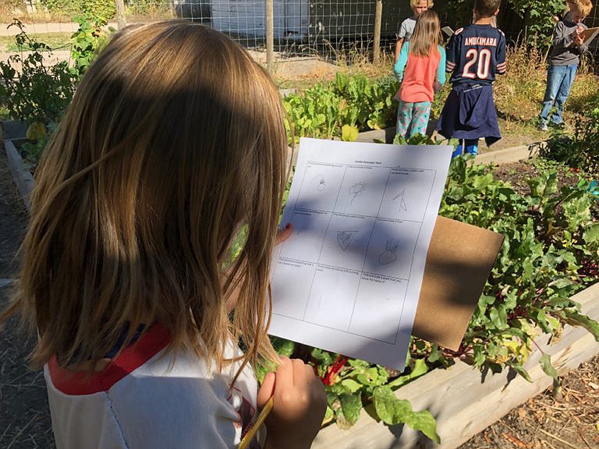 STUDENTS EXPLORE the garden to learn about fruits and vegetables. (Elayna Shapiro)