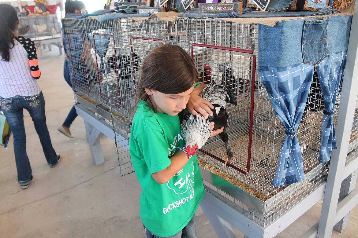 Rachal Pinkerton/Sun Tribune
Six-year-old Mahtahya McLean gets her rooster, Cookies and Cream, out of his cage at the Othello Fair.