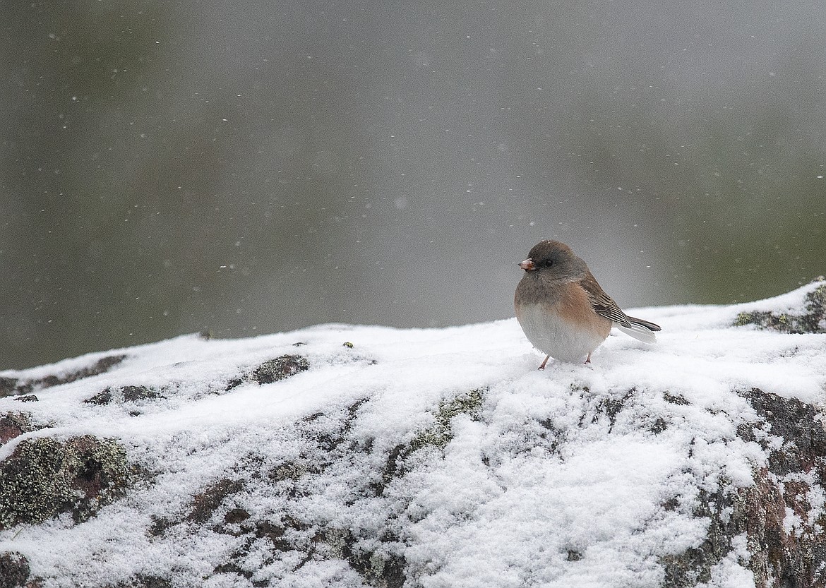 A junco endures the snow in Glacier National Park.