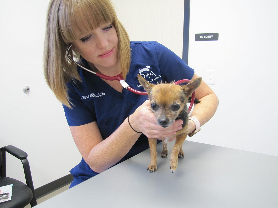 DVM Rose Miller checks respiratory functions of Bella, a Chihuahua.