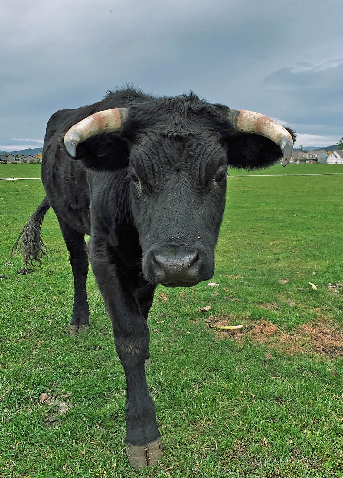 Courtesy photo
Carlos the steer gets to stay on Bill Guy&#146;s Post Falls farm, thanks to $1,100 pouring in from community members during neighbor Alisha Kreissig&#146;s &#147;Save Carlos&#148; campaign.