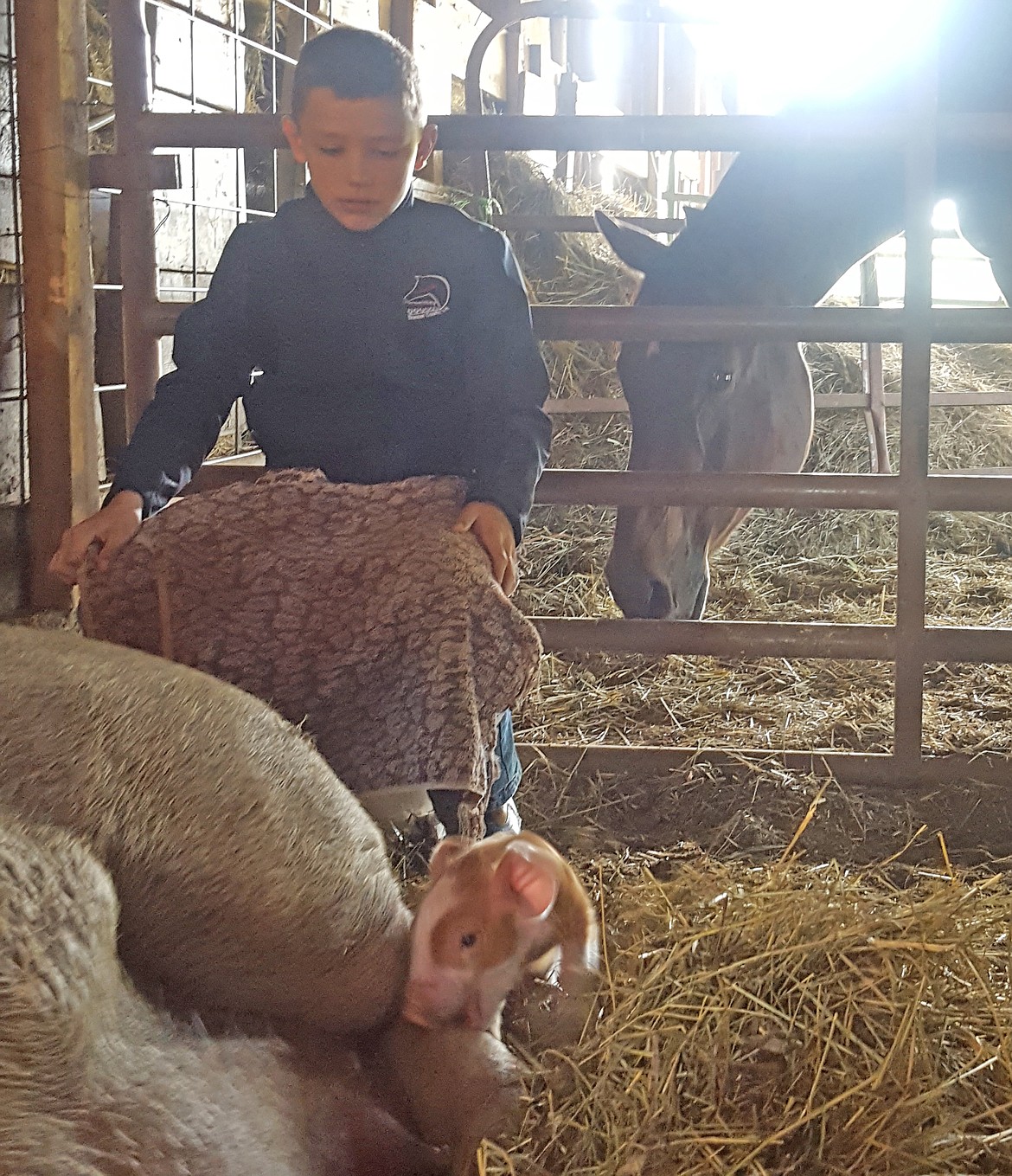 (Photo courtesy CHRISTINA BALCH)
&#147;Our mare [Gypsy] helping our son [Lincoln] deliver piglets from our sow (Matilda),&#148; writes  Christina Balch in submitting this Best Shot. &#147;North Idaho farm life is a blessing.&#148; If you have a picture you would like to see run as a Best Shot or I Took The Bee send it in to the Bonner County Daily Bee, P.O. Box 159, Sandpoint, Idaho, 83864; or drop them off at 310 Church St., Sandpoint. You may also email your pictures in to the Bonner County Daily Bee along with your name, caption information, hometown and phone number to bcdailybee@bonnercountydailybee.com.