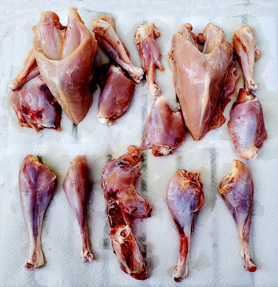 Dennis L. Clay
Uncooked turkey meat: The meat from two wild turkeys include: Top row, left to right, first section of the wing, a complete breast, another wing section. Same on the right with the second turkey. Second row: Two thighs, one on the left and one the right, outside of the breast. Bottom row: Two legs, from the first turkey, part of the back and two more legs, from the second turkey.