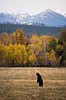 Bernhardt gets an earful on grizzly problems at Choteau visit