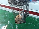 Mack Days anglers land a wild kitty